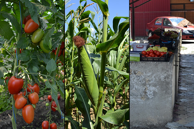 Sprijinirea agriculturii şi înfiinţarea unei pieţe comunale